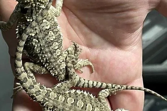 agama karłowat w Gliwicach, Śląskie, Gliwice