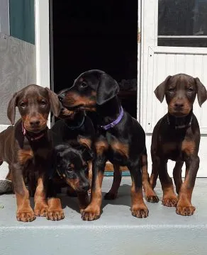 Śliczne szczenięta rasy doberman do adopcji e-mail: {{kellyclemence585@gmail.com}}, , Warszawka