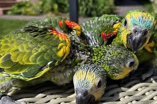 Amazonki niebieskoczelne, Pomorskie, Skarszewy