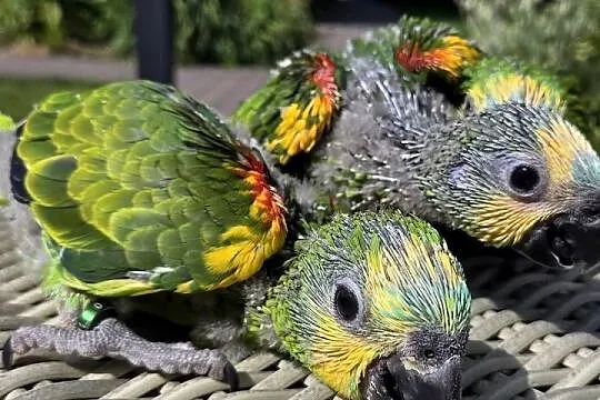 Amazonki niebieskoczelne, Pomorskie, Skarszewy