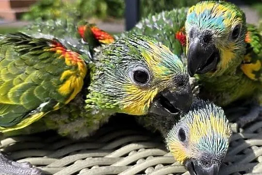 Amazonki niebieskoczelne, Pomorskie, Skarszewy