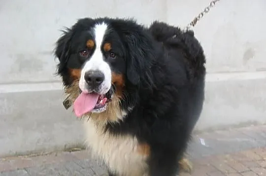 Berneński Pies Pasterski