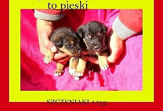 4tyg SZCZENIACZKI,pieski i suczki,dla doświadczony