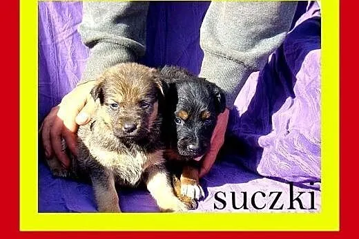 4tyg SZCZENIACZKI,pieski i suczki,dla doświadczony