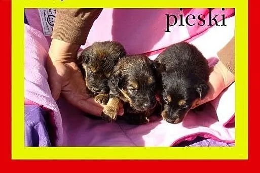 4tyg SZCZENIACZKI,pieski i suczki,dla doświadczony