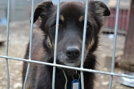 Pokochaj Iryska - to kochany, ale smutny i biedny piesek... daj mu szansę!,  mazowieckie Warszawa