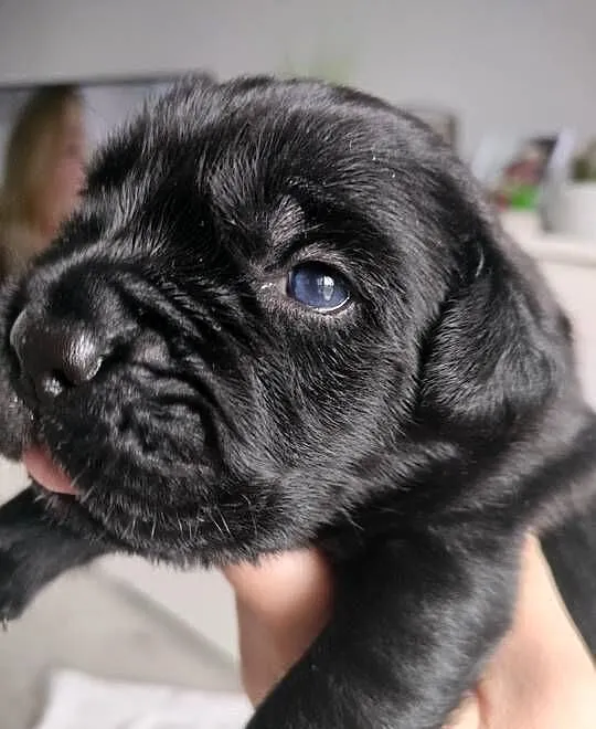 Cane Corso z rodowodem, Śląskie, Czaniec