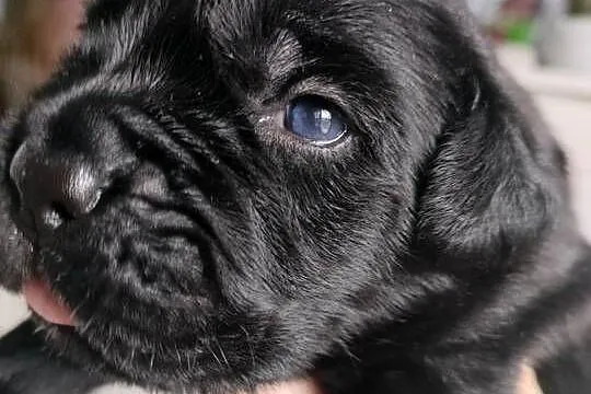 Cane Corso z rodowodem, Śląskie, Czaniec