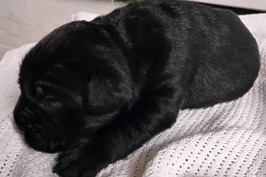 Cane Corso z rodowodem, Śląskie, Czaniec