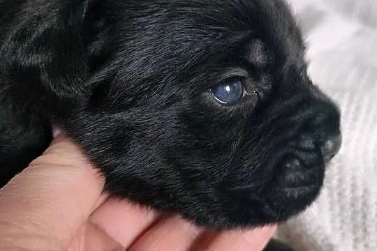 Cane Corso z rodowodem, Śląskie, Czaniec