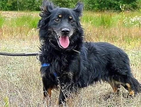 Piękny puszysty PUSZEK pilnie potrzebuje troskliwy