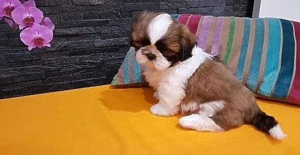 Shih Tzu ZKwP FCI, Świętokrzyskie, Kielce