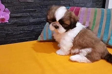 Shih Tzu ZKwP FCI, Świętokrzyskie, Kielce
