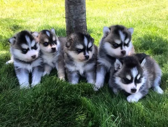 Urocze szczenięta rasy pomsky szukają kochających domów, Małopolskie, Kraków