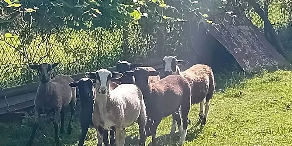 mam do sprzedania Nolany, Małopolskie, Nowy Sącz