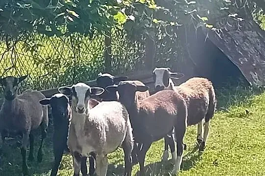 mam do sprzedania Nolany, Małopolskie, Nowy Sącz