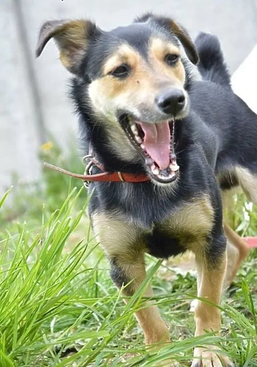 Malutki Kiszek wyrzucony z samochodu szuka domu!,