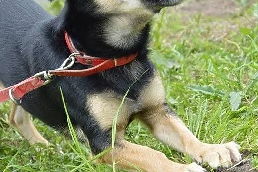 Malutki Kiszek wyrzucony z samochodu szuka domu!, 