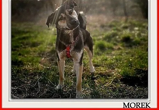 Młody 1,5 roku,duży,kontaktowy,przyjazny,szczepiony psiak MOREK.Adopcja., małopolskie Kraków, Małopolskie, Kraków