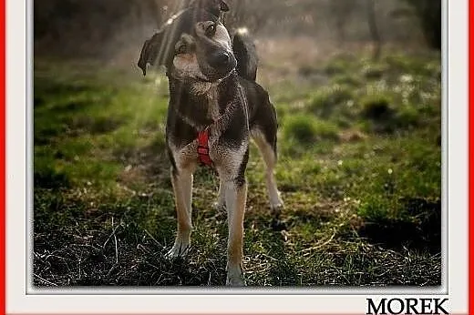 Młody 1,5 roku,duży,kontaktowy,przyjazny,szczepiony psiak MOREK.Adopcja.,  małopolskie Kraków, Małopolskie, Kraków