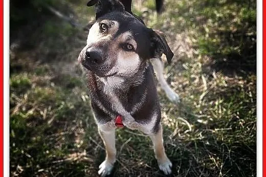 Młody 1,5 roku,duży,kontaktowy,przyjazny,szczepiony psiak MOREK.Adopcja.,  małopolskie Kraków, Małopolskie, Kraków