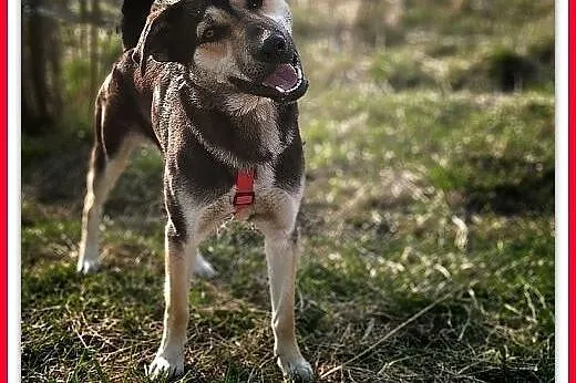 Młody 1,5 roku,duży,kontaktowy,przyjazny,szczepiony psiak MOREK.Adopcja.,  małopolskie Kraków, Małopolskie, Kraków