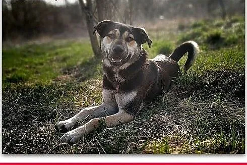 Młody 1,5 roku,duży,kontaktowy,przyjazny,szczepiony psiak MOREK.Adopcja.,  małopolskie Kraków, Małopolskie, Kraków