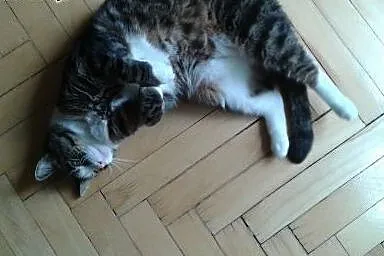 Pilna adopcja - superprzyjazny, spokojny kocurek, 