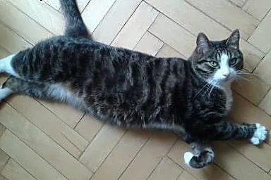 Pilna adopcja - superprzyjazny, spokojny kocurek, 