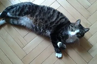 Pilna adopcja - superprzyjazny, spokojny kocurek, 