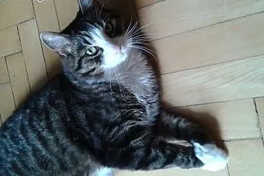 Pilna adopcja - superprzyjazny, spokojny kocurek, 