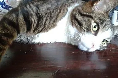 Pilna adopcja - superprzyjazny, spokojny kocurek, 