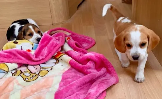 niesamowity Szczeniaki beagle. whatsapp +48782076170 whatsapp, , Kraśnik Dolny