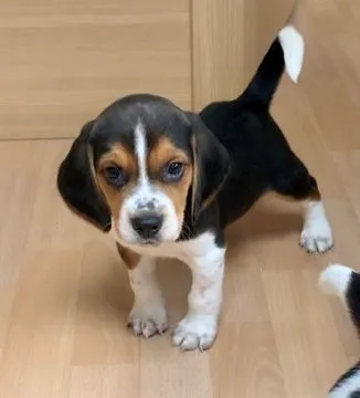 niesamowity Szczeniaki beagle. whatsapp +48782076170 whatsapp, , Kraśnik Dolny