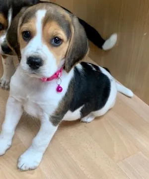 niesamowity Szczeniaki beagle. whatsapp +48782076170 whatsapp, , Kraśnik Dolny