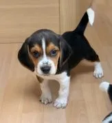 niesamowity Szczeniaki beagle. whatsapp +37065391730 whatsapp