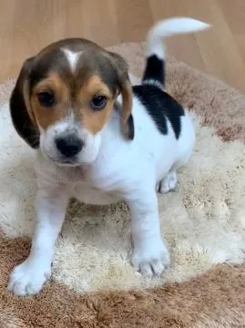 niesamowity Szczeniaki beagle. whatsapp +48782076170 whatsapp, , Kraśnik Dolny