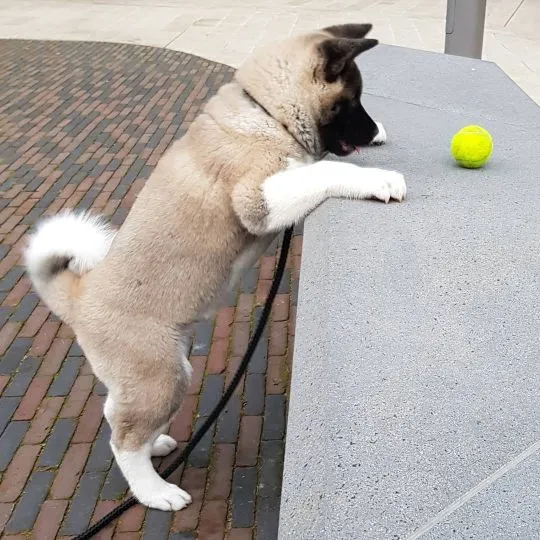 bardzo piękne Szczenięta akity. whatsapp +48782076170.