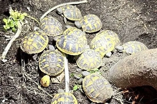 Żółw lądowy Testudo hermanni grecki młode cała Polska