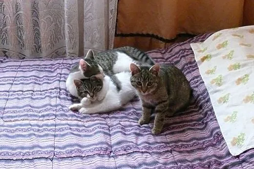Cztery kotki grzeczne i zadbane,adopcja!!,  święto