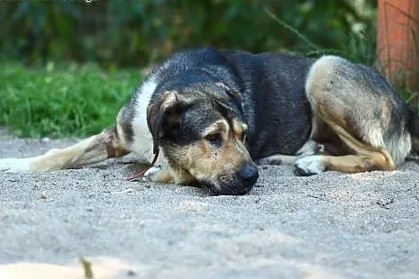 Molos, 45 kg, zrównoważony, spokojny, dla doświadczonego ODYS ,  mazowieckie Warszawa