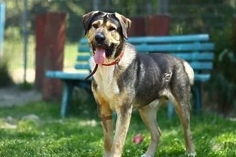Molos, 45 kg, zrównoważony, spokojny, dla doświadc