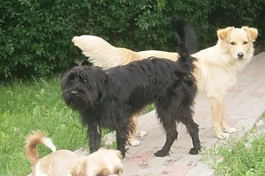 Kudłaty, przytulaśny ANDY do adopcji,  kujawsko-po