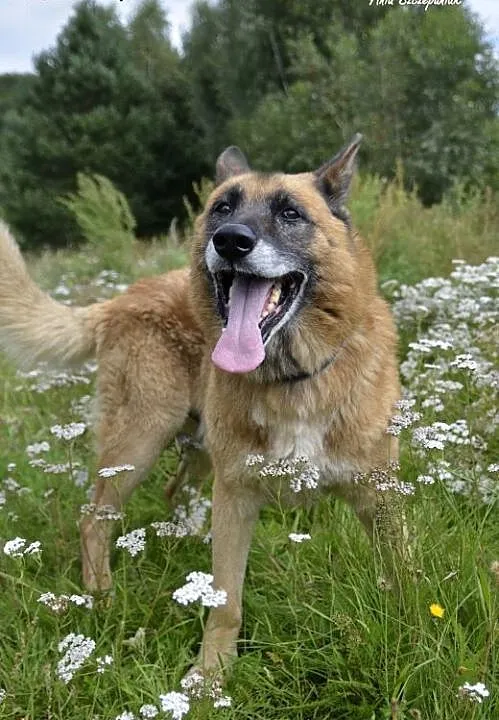 AXEL - Podaruj mi swoje serce ..., pomorskie Wejh