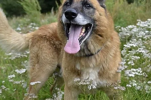 AXEL - Podaruj mi swoje serce ...,  pomorskie Wejh