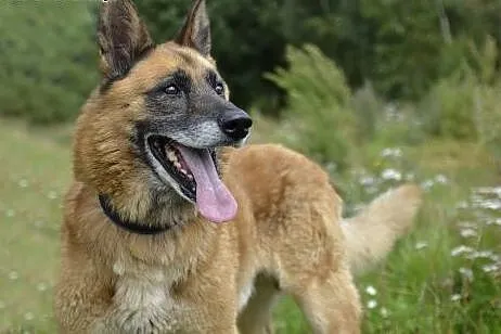 AXEL - Podaruj mi swoje serce ...,  pomorskie Wejh