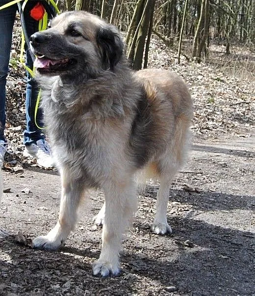 Bronek, pies bardzo fajny i młody, kujawsko-pomor