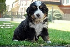 Berneński Pies Pasterski -Szczeniaczki z rodowodem, Częstochowa