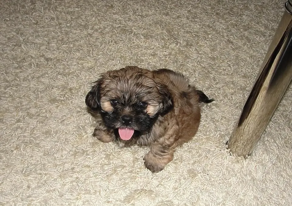 Piesek Shih Tzu