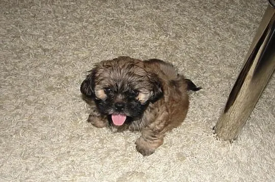Piesek Shih Tzu
